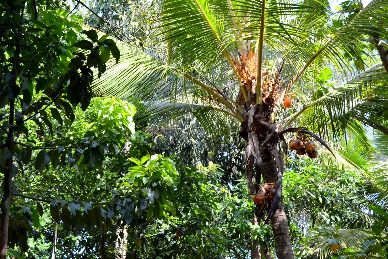 Sigiriya Freedom Lodge Dambulla Dış mekan fotoğraf