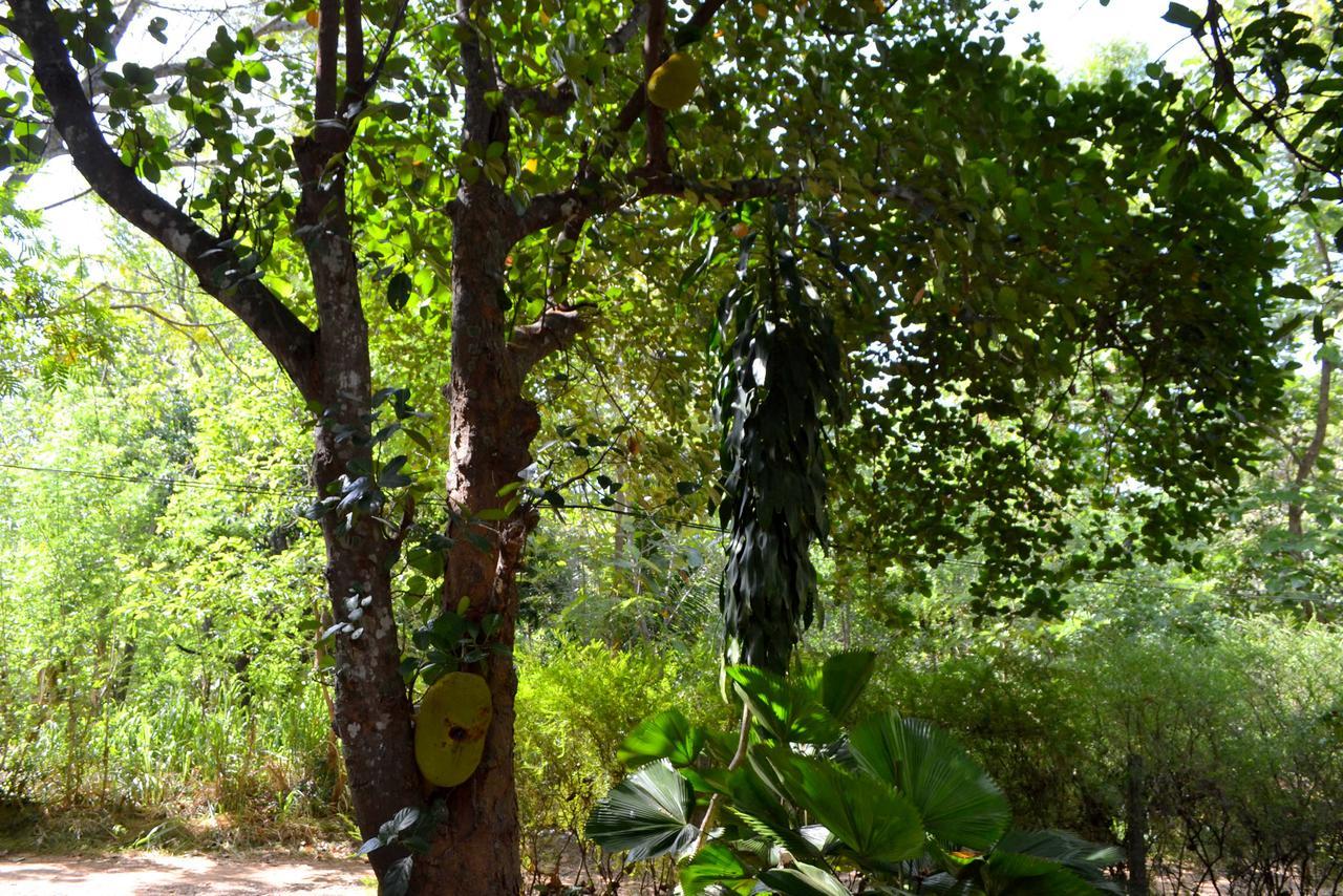 Sigiriya Freedom Lodge Dambulla Dış mekan fotoğraf
